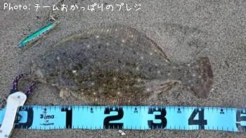 ヒラメ