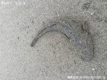 マゴチ