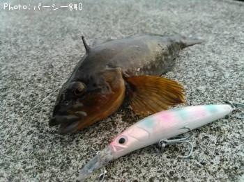 アイナメ