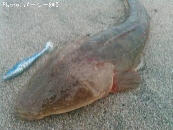 マゴチ