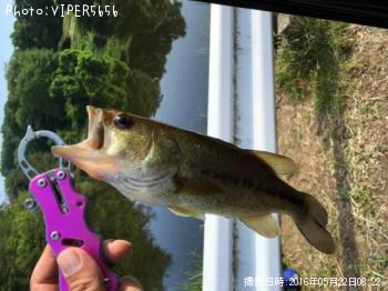 ＢＡＳＳ
