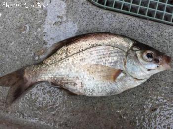 ʥ
