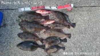 ヒラメ