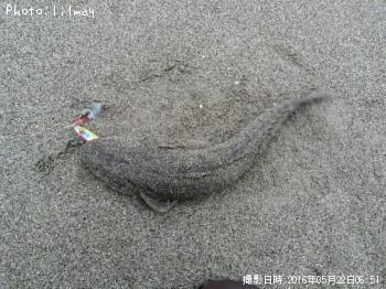 マゴチ