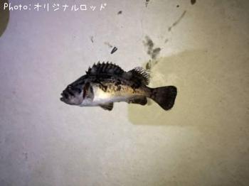 クロソイ