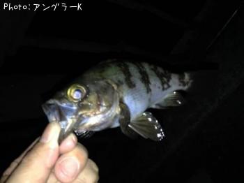メバル