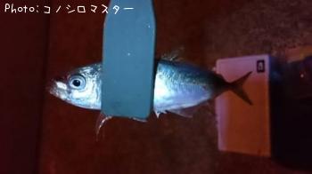 小アジ