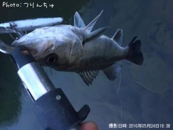 シーバス