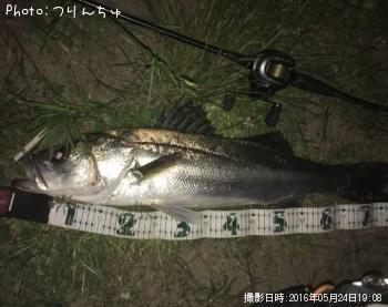 シーバス