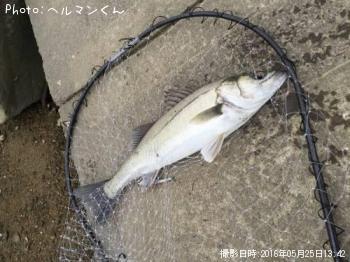 シーバス