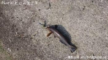 アイナメ