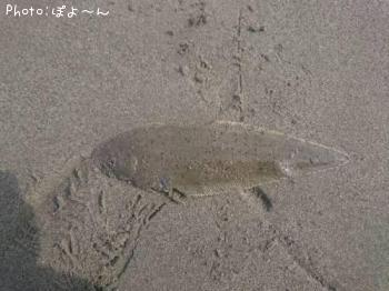 舌平目