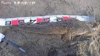 マゴチ