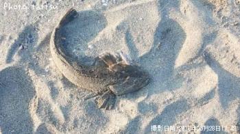 マゴチ