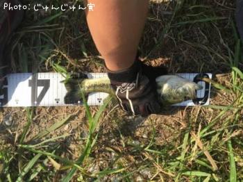 ブラックバス