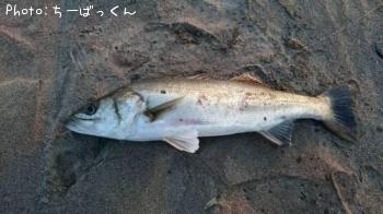 シーバス