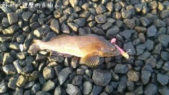 �����ʥ�