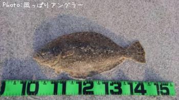 ヒラメ