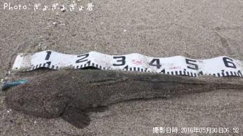 マゴチ