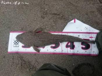 マゴチ