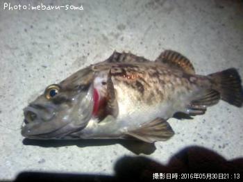 クロソイ