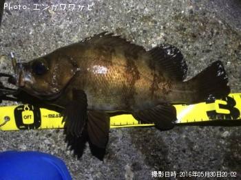 メバル