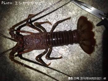 伊勢海老