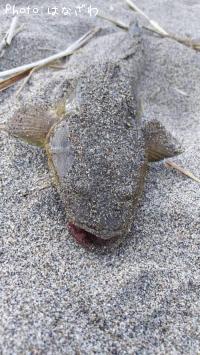 マゴチ