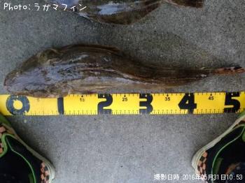 マゴチ