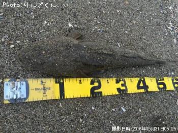 マゴチ