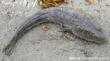 マゴチ