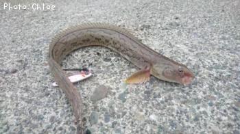 ワラズカ