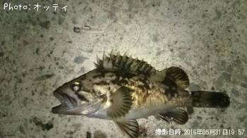 クロソイ