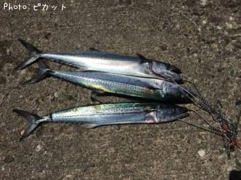 さごし