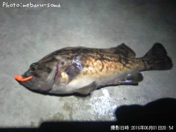 クロソイ
