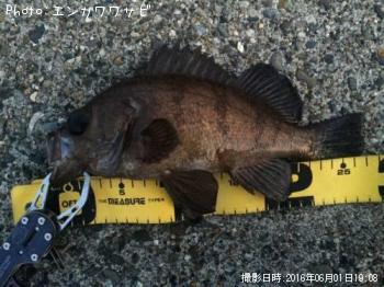 メバル