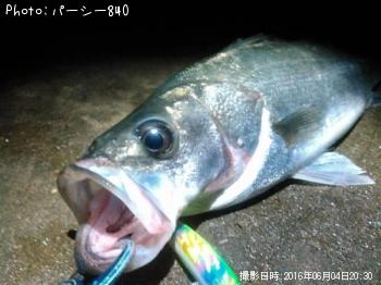 シーバス