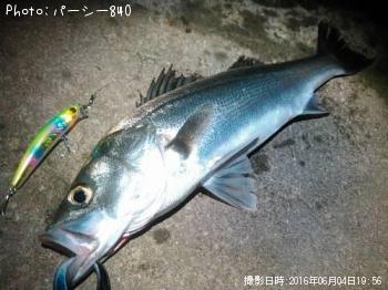 シーバス