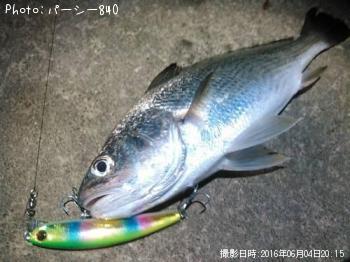 シーバス