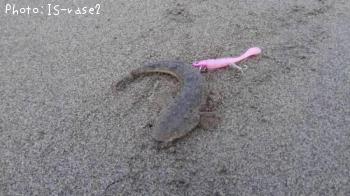 マゴチ