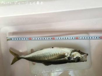 アジ
