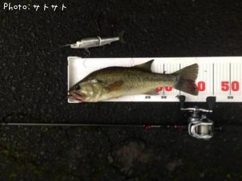 ブラックバス