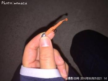 クロソイ