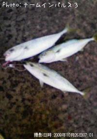 ʥ