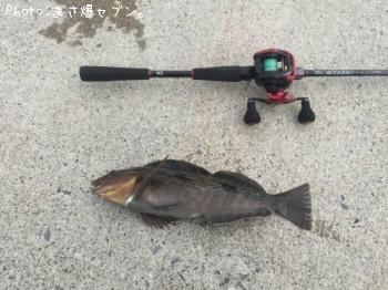 アイナメ