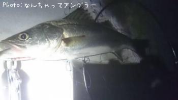 シーバス