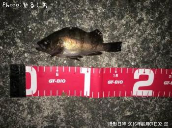メバル