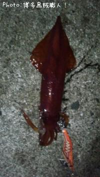 ケンサキイカ、アオリイカ