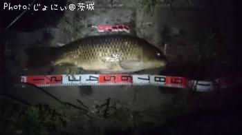 ノゴイ