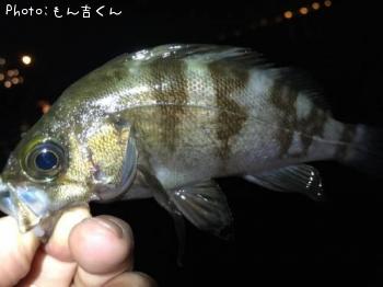 メバル